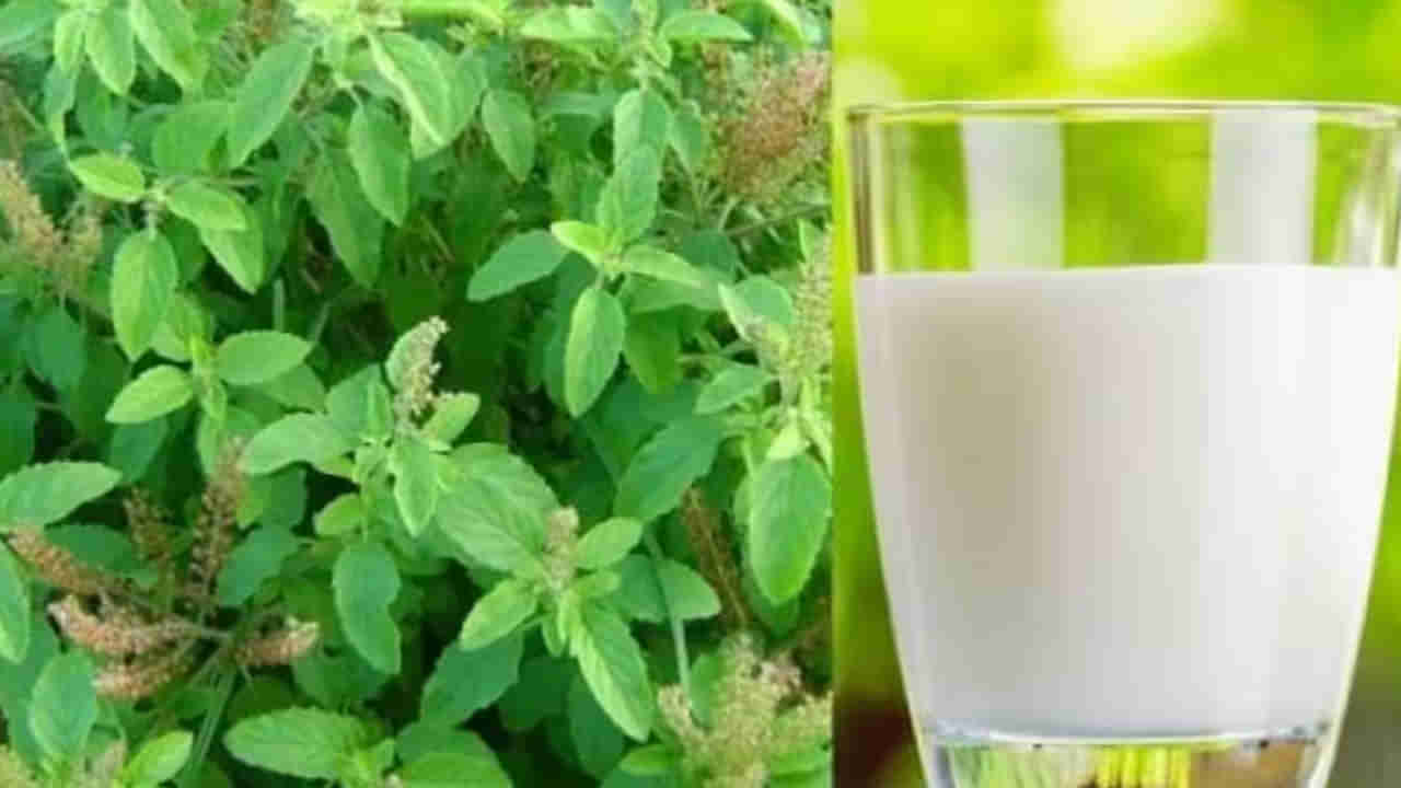 Tulsi Milk Benefits: తులసి పాలు తాగితే.. ఈ రోగాలు మటుమాయం..! లాభాలు తెలిస్తే వదలరు..