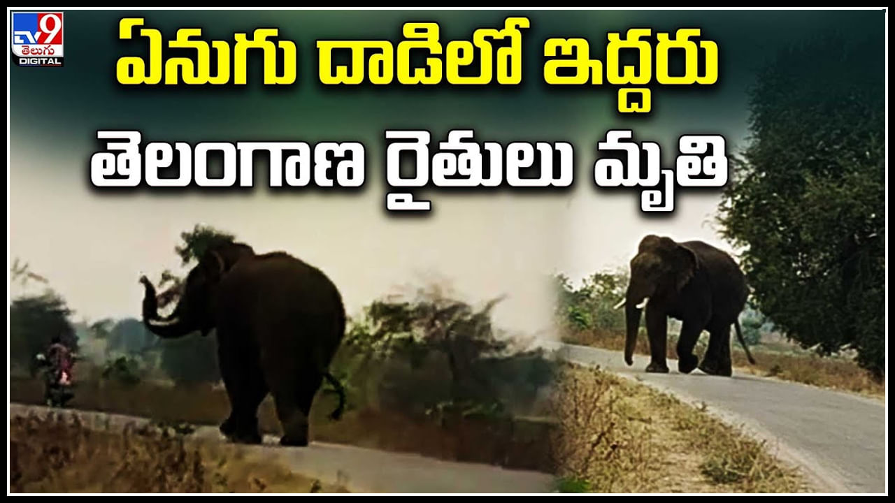 Elephant Attack: ఏనుగు దాడిలో ఇద్దరు తెలంగాణ రైతులు మృతి.! వీడియో..