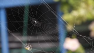 Mahabharata: శ్రీ కృష్ణుడికి అభిమన్యుడి మరణం ముందే తెలుసు.. చక్రవ్యూహంలో ప్రవేశించిన మేనల్లుడిని ఎందుకు రక్షించలేదో తెలుసా..