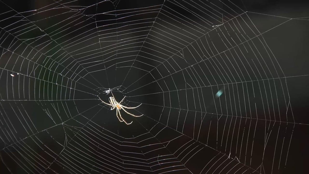 బెడ్ రూమ్లో సాలీడ్లు గూడులు కడితే.. భార్యాభర్తల మధ్య కలహాలు అనేవి పెరుగుతాయి. వైవాహిక జీవితంలో సమస్యలను ఫేస్ చేయాల్సి ఉంటుంది. ఇంటి మూలల్లో సాలెగూడు ఉంటే.. కుటుంబ సమస్యలు, ఆర్థిక పరమైన ఇబ్బదులు కలుగుతాయి.