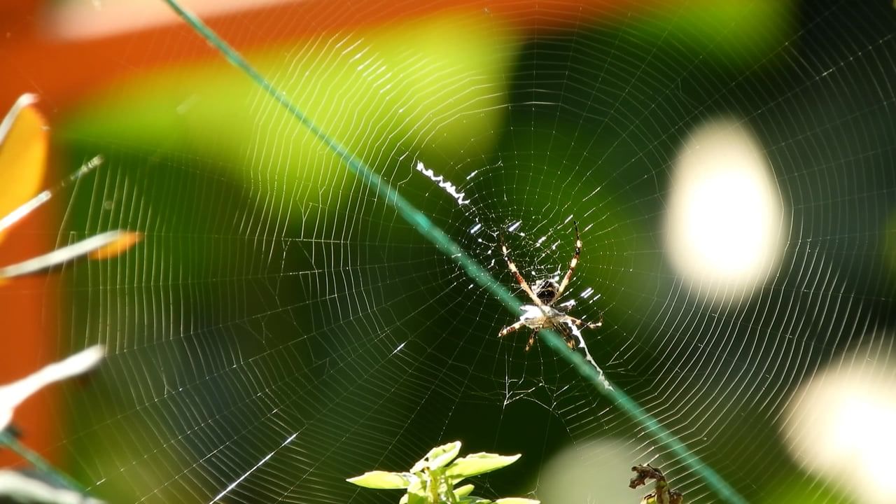 పూజ గదిలో సాలెగూడు ఉంటే అనేక అనర్థాలకు దారి తీస్తుంది. కాబట్టి దేవుడి గదిని ఎప్పటికప్పుడు శుభ్రంగా ఉంచుకోవడం చాలా అవసరం. లేకుంటే అనుకోని అవాంతరాలు ఏర్పడతాయి.