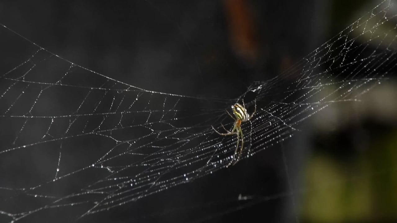 సాలీడ్లు అందరి ఇళ్లల్లోనూ కనిపిస్తాయి. ఇంటి మూలల్లో, ఇంటి బయట గూడులు కడుతూ ఉంటాయి. ఓ వారం రోజుల పాటు ఇంటిని సరిగ్గా శుభ్రం చేయకపోతే.. ఎక్కడ చూసినా సాలీడు గూడులే కనిపిస్తాయి. మరి ఇలాంటి సాలెగూడులు ఇంట్లో ఉంటే మంచిదా? లేక నష్టమా అనేది ఇప్పుడు తెలుసుకుందాం.