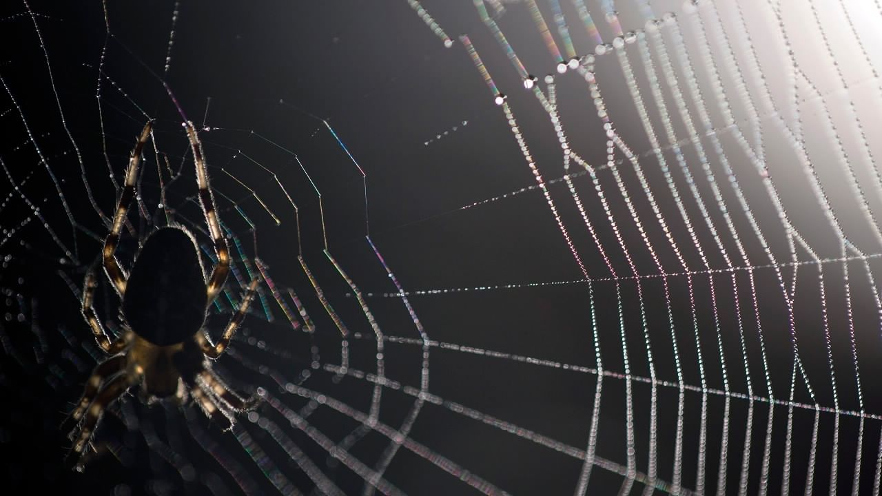 ఇంట్లో సాలెగూడ్లు ఉంటే డబ్బు కొరత ఏర్పడవచ్చు. మీరు చేసే పనుల్లో కూడా ఆటంకాలు ఏర్పడతాయి. కుటుంబ సభ్యుల మధ్య మనస్పర్థలు, కలహాలు ఏర్పడవచ్చు. ఇంట్లో నెగిటివిటీ కూడా ఎక్కువ అవుతుందని వాస్తు శాస్త్రం చెబుతుంది.