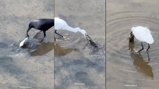 ఉద్యోగం కోసం పరీక్ష రాస్తున్న తల్లి.. ఏడుస్తున్న చిన్నారికి తల్లి అయిన మహిళా పోలీసు