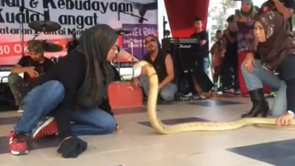 Viral Video: వామ్మో.. బుసలు కొడుతున్న నాగుపాముకు ముద్దు పెట్టిన యువతి.. వీడియో చూస్తే వణకాల్సిందే..