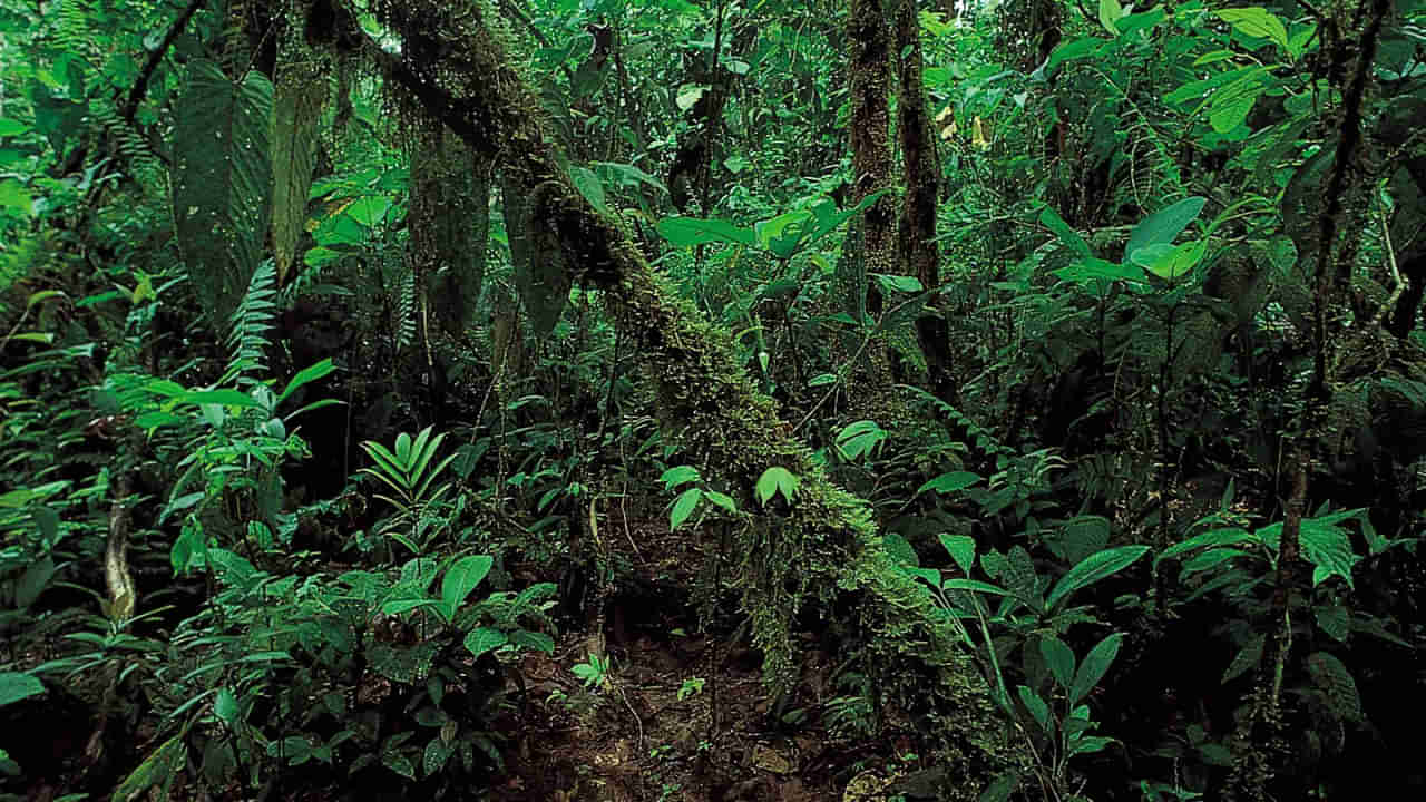 Viral Video: పొదల మాటున వింత శబ్దాలు.. ఏంటని వెళ్లి చూడగా దెబ్బకు గుండె ధడేల్.!