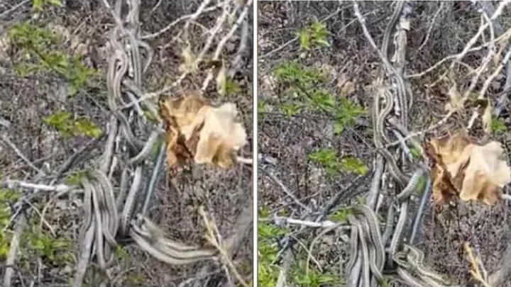 Viral Video: గగుర్పొడిచే దృశ్యం.. కుప్పలు తెప్పలుగా చుట్టేసుకున్న పాములు.. ఆ నెక్స్ట్.! Viral Video: గగుర్పొడిచే దృశ్యం.. కుప్పలు తెప్పలుగా చుట్టేసుకున్న పాములు.. ఆ నెక్స్ట్.!