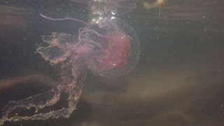 Tirumala: వామ్మో..ఒంటినిండా బంగారంతో తిరుమలలో ప్రత్యక్షమైన గోల్డ్‌మెన్‌ ..! చూసి అవాక్కైన జనాలు..