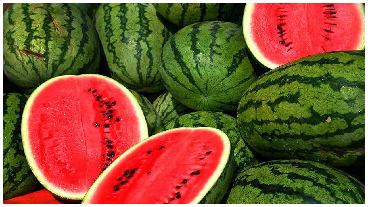 Watermelon Farming1