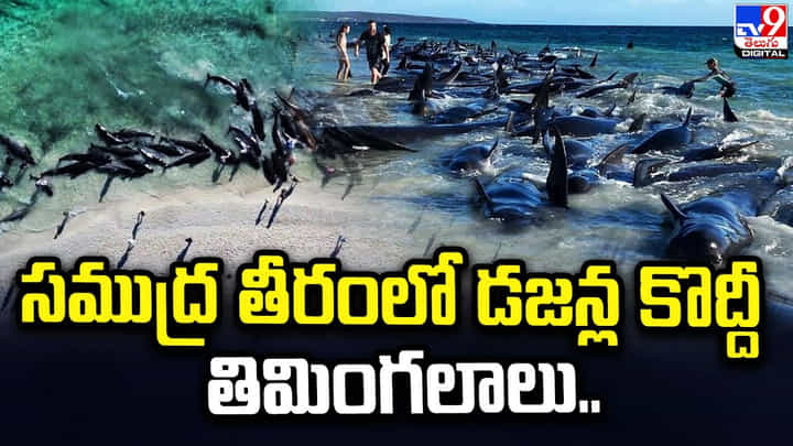సముద్ర తీరంలో డజన్ల కొద్దీ తిమింగలాలు.. ఆశ్చర్యపోయిన సందర్శకులు సముద్ర తీరంలో డజన్ల కొద్దీ తిమింగలాలు.. ఆశ్చర్యపోయిన సందర్శకులు