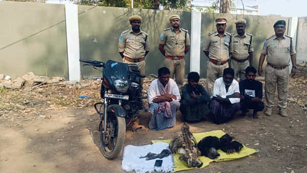 AP News: ఎలుగుబంటి పురుషాంగం తింటే మగవారు బెడ్పై రెచ్చిపోతారట.. కట్ చేస్తే..