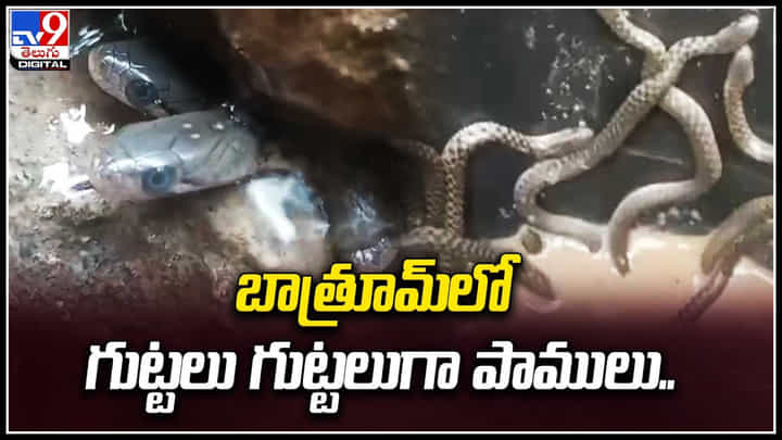 Snakes: బాత్రూమ్లో గుట్టలు గుట్టలుగా పాములు.. భయంతో ఇంటివాళ్లు పరుగు.. Snakes: బాత్రూమ్లో గుట్టలు గుట్టలుగా పాములు.. భయంతో ఇంటివాళ్లు పరుగు..