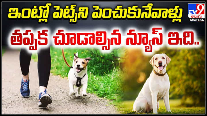 Pets at Home: ఇంట్లో పెట్స్ని పెంచుకునేవాళ్లు తప్పక చూడాల్సిన న్యూస్ ఇది.. Pets at Home: ఇంట్లో పెట్స్ని పెంచుకునేవాళ్లు తప్పక చూడాల్సిన న్యూస్ ఇది..