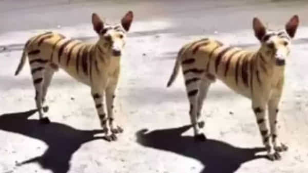 Viral News: బాబోయ్ పులి... పట్టపగలు రోడ్ల వెంట పరిగెడుతూ... ప్రజల్ని హడలెత్తిస్తోంది.. ఎక్కడంటే..!