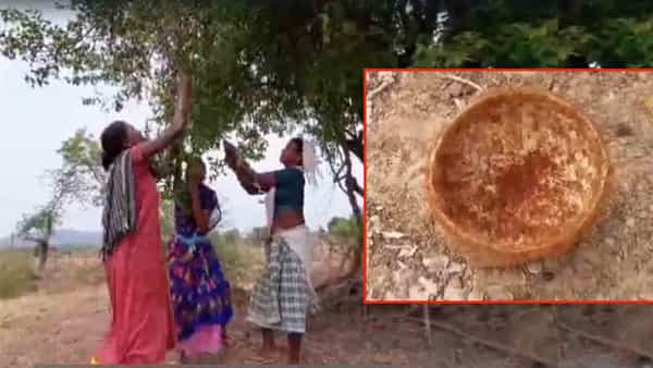 Ant Egg Fry : చీమల గుడ్లతో ఫ్రై.. వాళ్ల ఆరోగ్య రహస్యం ఇదేనట.. అనాదీ ఆచారాన్ని వదలని ఆదివాసీలు!