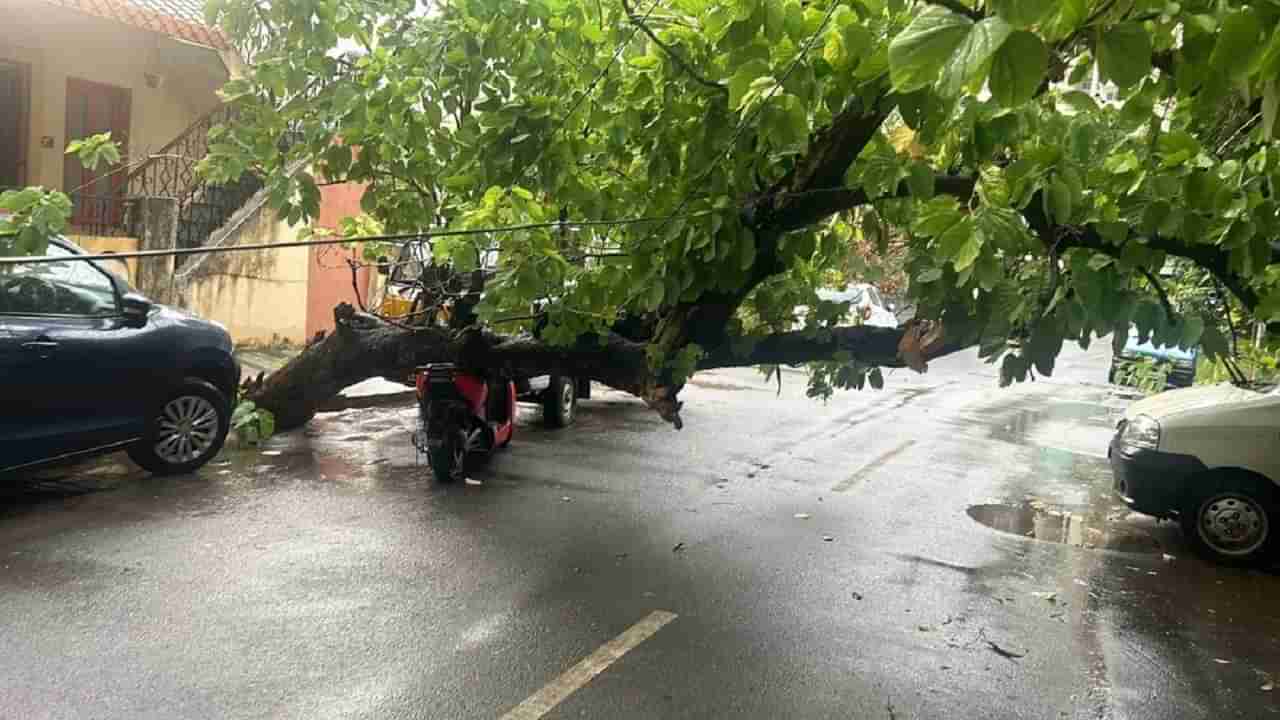 Ather EV Scooter: ఏథర్ ఈవీ స్కూటర్‌పై పడిన చెట్టు.. స్కూటర్‌కు ఏమైందో తెలుసా?