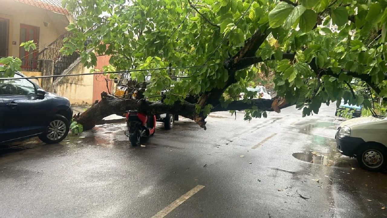 Ather EV Scooter: ఏథర్ ఈవీ స్కూటర్పై పడిన చెట్టు.. స్కూటర్కు ఏమైందో తెలుసా?