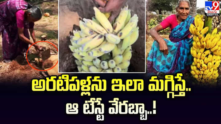 Banana: అరటిపళ్లను ఇలా మగ్గిస్తే.. ఆ టేస్టే వేరబ్బా Banana: అరటిపళ్లను ఇలా మగ్గిస్తే.. ఆ టేస్టే వేరబ్బా
