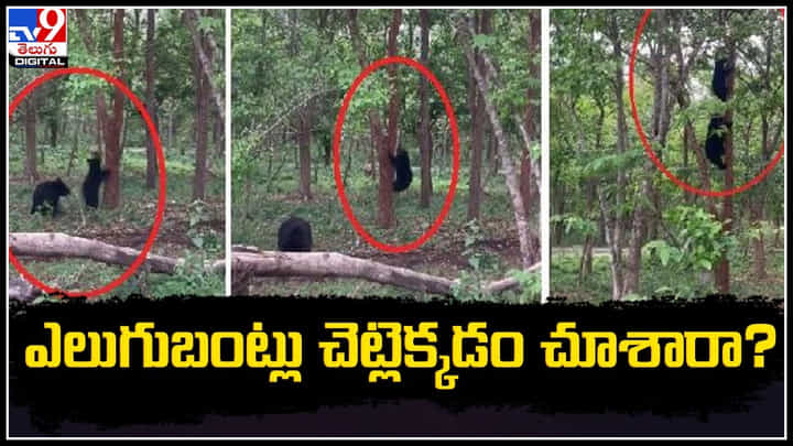 Bear Viral Video: ఎలుగుబంట్లు చకచకా చెట్టు ఎక్కడం చూశారా.? వీడియో వైరల్.. Bear Viral Video: ఎలుగుబంట్లు చకచకా చెట్టు ఎక్కడం చూశారా.? వీడియో వైరల్..