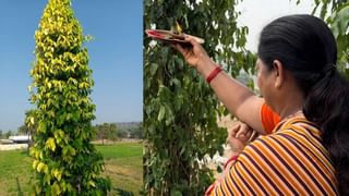 Telangana: ఈ నియోజకవర్గ త్రిముఖ పోరులో గెలుపు ఎవరిది..! పెరిగిన పోలింగ్ శాతం ఎవరికి లాభం..