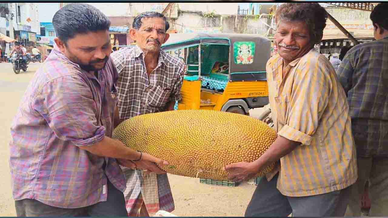 Jackfruit: అమ్మ బాబోయ్.. ఎంత పెద్దదో..! కోనసీమలో 80 కిలోల బాహుబలి పనస పండు