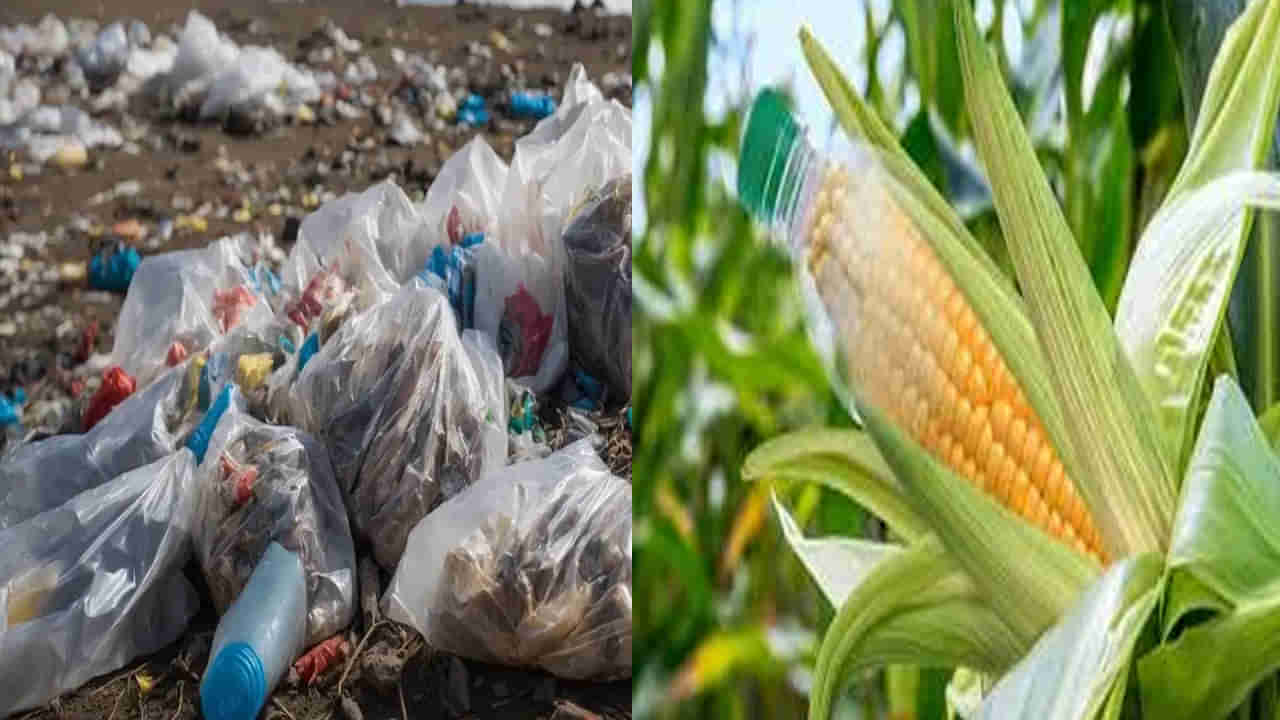 Bioplastic: ప్లాస్టిక్ వ్యర్థాలకు పరిష్కారం.. చెరకు, మొక్కజొన్న వ్యర్ధాల బ్యాక్టీరియాతో బయోప్లాస్టిక్ సృష్టి...