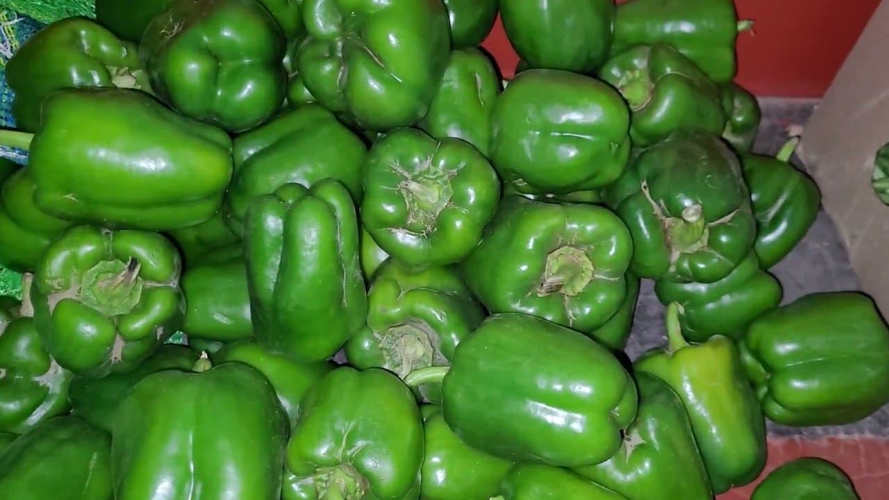 కూరగాయల్లో క్యాప్సికమ్ కూడా ఒకటి. క్యాప్సికమ్ను చాలా మంది ఇష్ట పడి మరీ తింటూ ఉంటారు. ఇతర వంటకాల్లో కూడా క్యాప్సికమ్ ఉపయోగించడం వల్ల రుచి పెరుగుతుంది. క్యాప్సికమ్లో అనేక రకాలు ఉన్నాయి. వీటిల్లో ఉండే పోషకాలు కూడా ఎక్కువే. క్యాప్సికమ్ను ఎక్కువగా ఫాస్ట్ ఫుడ్స్లో ఉపయోగిస్తూ ఉంటారు.