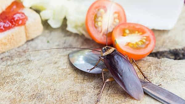 cockroaches : ఇంట్లో బొద్దింకల బెడదా..? రాకుండా ఉండాలంటే ఈ సింపుల్ టిప్స్ ట్రై చేయండి..!