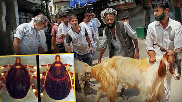 Congo Fever: బక్రీద్కు ముందు పాక్లో కాంగో వైరస్ వెలుగులోకి.. చికిత్స, వ్యాక్సిన్ లేని ప్రాణాంతక వైరస్ ఎలా వ్యాపిస్తుందంటే..