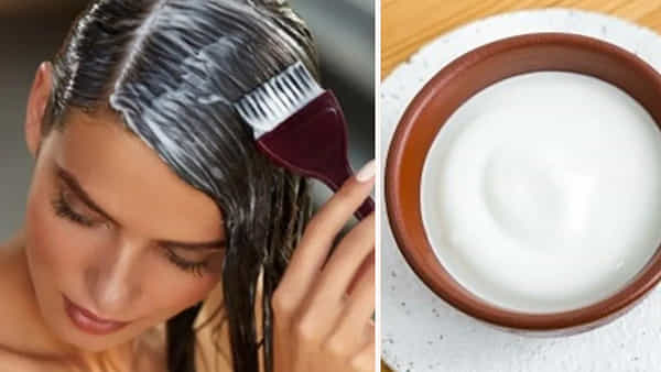 Curd Hair Mask: పెరుగుతో ఇది కలిపి ప్యాక్ వేస్తే చాలు.. 10రోజుల్లో తెల్లజుట్టు నల్లగా, పట్టులా మెరిసిపోతుంది..!