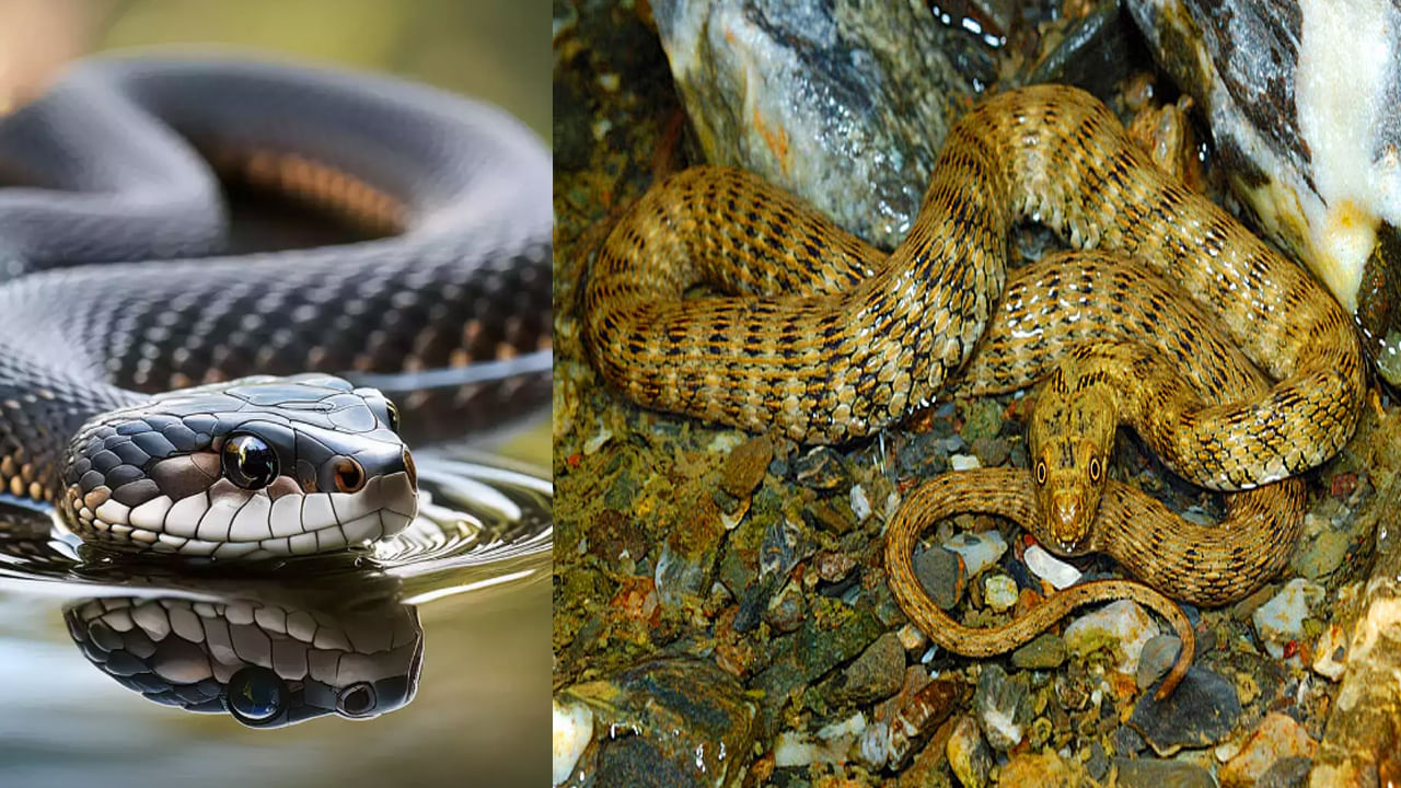 Dice Snakes: చనిపోయిందని నమ్మితే మీ పని గోవిందా.. ఈ పాముకు ఆస్కార్ కూడా తక్కువే.. కాటేస్తే నిమిషాల్లోనే..