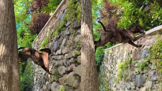 Viral Video: హోటల్‌లో రోబోట్‌ సేవలు.. ఆశ్చర్యంతో ఎగిరి గంతేస్తున్న కస్టమర్‌..! వీడియో చూడాల్సిందే..!!