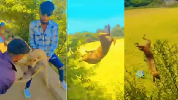 Viral Video: వీధి కుక్కపై యువకుల పైశాచికం.. ఏం చేసారో మీరే చూడండి...!!