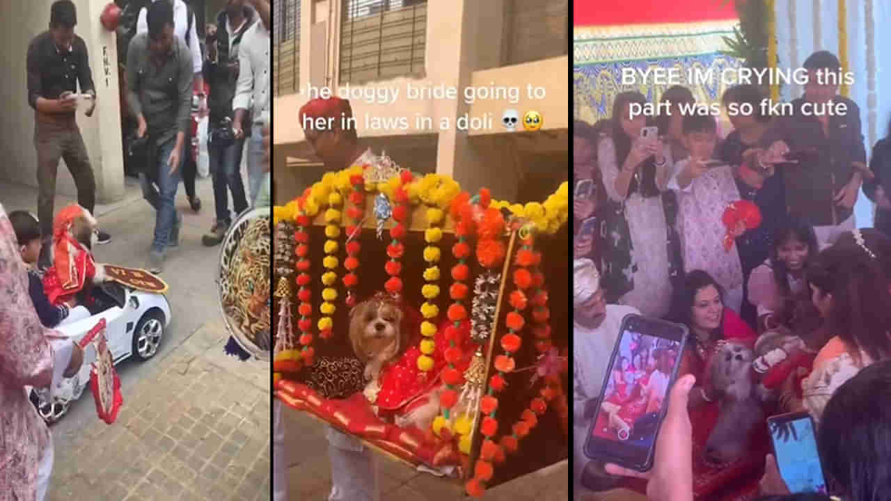 Dogs Wedding: సాంప్రదాయ పద్దతిలో వైభవంగా కుక్కల పెళ్లి.. నెక్ట్స్ లెవల్‌లో వధూవరుల ఎంట్రీ