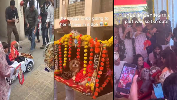 Dogs Wedding: సాంప్రదాయ పద్దతిలో వైభవంగా కుక్కల పెళ్లి.. నెక్ట్స్ లెవల్లో వధూవరుల ఎంట్రీ