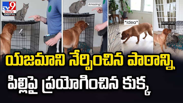 బోను డోరు క్లోజ్ చేయడం ఎలాగో కుక్కకు నేర్పిన యజమాని.. ఆ తర్వాత బోను డోరు క్లోజ్ చేయడం ఎలాగో కుక్కకు నేర్పిన యజమాని.. ఆ తర్వాత