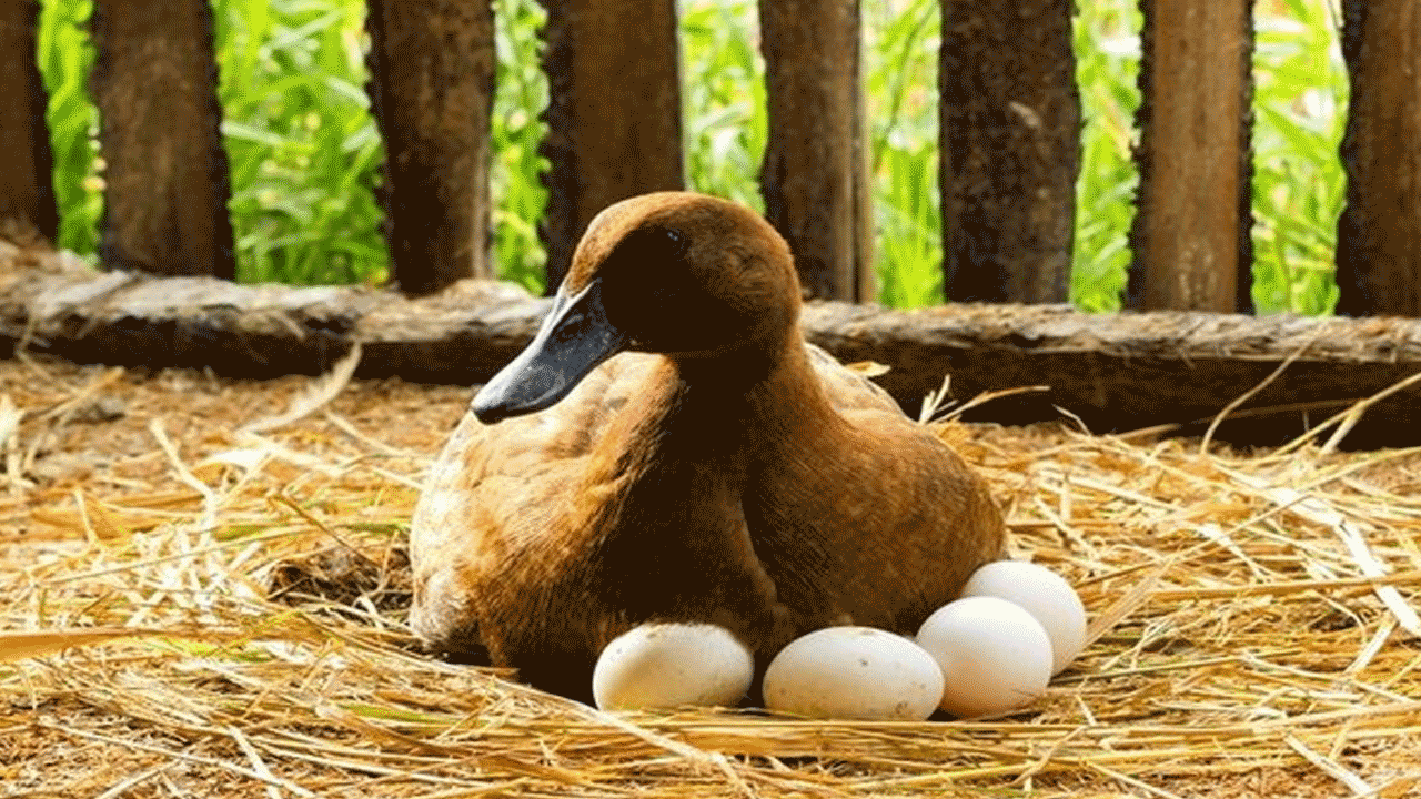 Duck Egg Benefits : వారానికో బాతు గుడ్డు తినండి..! ఆరోగ్య ప్రయోజనాలు తెలిస్తే అస్సలు వదులుకోరు