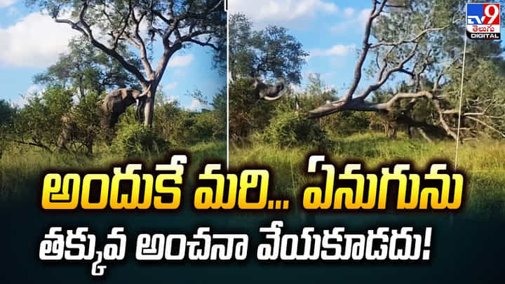 అందుకే మరి... ఏనుగును తక్కువ అంచనా వేయకూడదు అందుకే మరి... ఏనుగును తక్కువ అంచనా వేయకూడదు