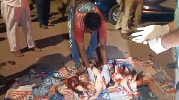 Flamingos Killed: దారుణం.. ఆకాశంలో యాక్సిడెంట్.. 40 ఫ్లెమింగోలు మృతి.. అసలేం జరిగిందంటే..