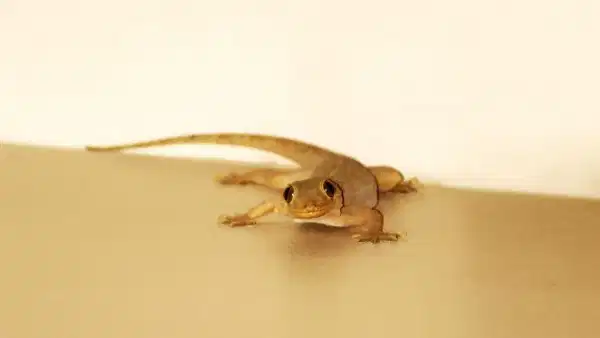 How to get rid of lizards: ఇంట్లో బల్లుల బెడద..? ఈ సింపుల్ టిప్స్తో ఈజీగా తరిమికొట్టండి..