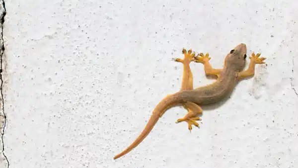 Lizard: మీ ఇంట్లో ఇలాంటి మొక్కలు పెంచితే చాలు.. దెబ్బకి బల్లులు పరార్..!