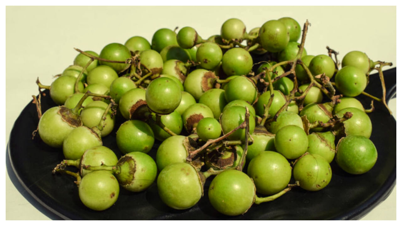 Glue Berry: డయాబెటీస్‌తో పాటు వందల సమస్యలకు చెక్ పెట్టే.. గ్లూబెర్రీ పండ్లు..