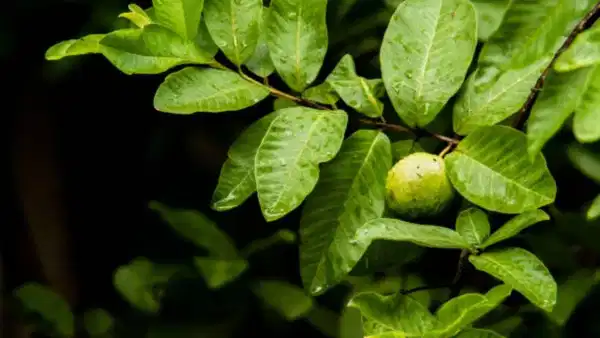 Guava Leaves for Face: జామాకులతో కేవలం ఆరోగ్యమే కాదు.. అందాన్ని కూడా పెంచుకోండిలా!