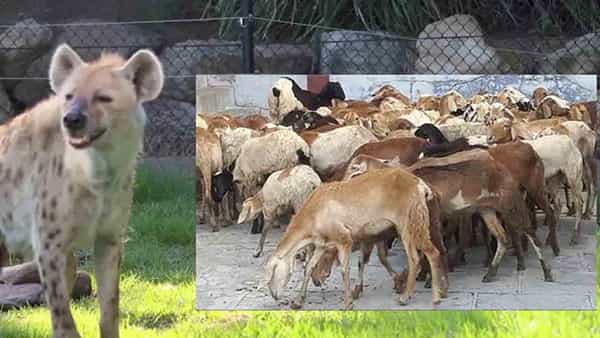 Hyena Attack: మూడు రోజుల్లో రెండు సార్లు దాడి.. రైతులను భయపెట్టిస్తున హైనా..!