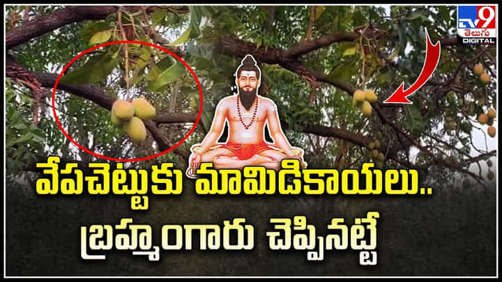 Viral Video: బ్రహ్మంగారు చెప్పినట్టే.. వేపచెట్టుకు మామిడికాయలు.. వీడియో. Viral Video: బ్రహ్మంగారు చెప్పినట్టే.. వేపచెట్టుకు మామిడికాయలు.. వీడియో.