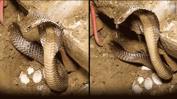 Viral Video: కింగ్ కోబ్రా.. తన గుడ్ల జోలికి వస్తే ఇట్టాగే ఉంటుంది మరీ..! ఈ వీడియో చూస్తే మీకే తెలుస్తుంది..!