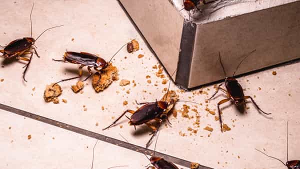 Kitchen Hacks: ఈ టిప్స్తో ఇంట్లోంచి బొద్దింకలు పారిపోవడం పక్కా..