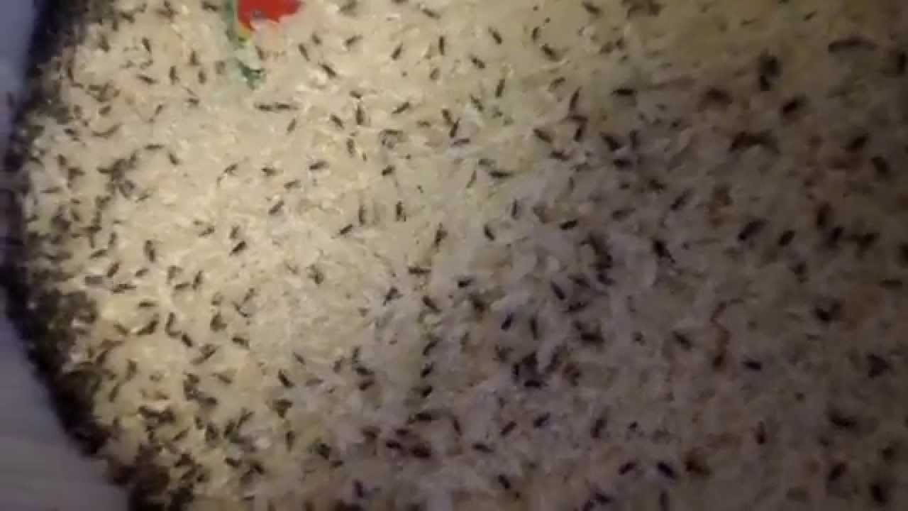 ముందుగా మీరు బియ్యం నిల్వ చేసే ప్రాంతం పొడిగా ఉండేలా చూసుకోవాలి. తేమ ఎక్కువగా ఉంటే.. పరుగు పట్టవచ్చు. అలాగే బియ్యంలో ఘాటైన వస్తువులు ఉంచితే బియ్యానికి పురుగు పట్టదు. కర్పూరం, ఇంగువ వంటి వాటిని ఓ కవర్‌లో పెట్టి బియ్యం సంచుల్లో పెట్టండి.
