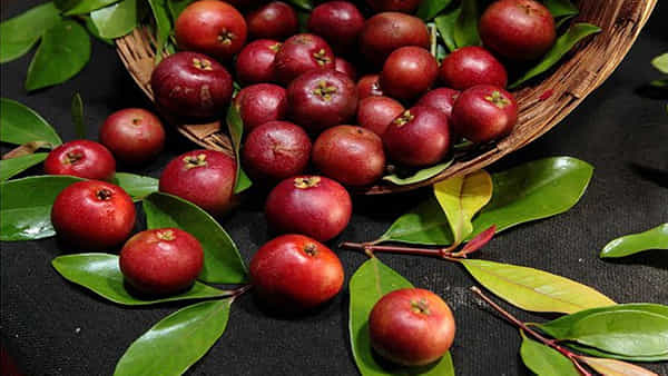 Kokum Fruit : వేసవి సూపర్ఫ్రూట్ ఇది..! యాంటీ సెప్టిక్గా పనిచేసే ఈ పండు ఆరోగ్య ప్రయోజనాల గురించి మీకు తెలుసా..?