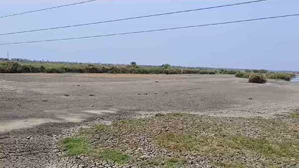 Kolleru Lake: ఇంకిపోయిన కొల్లేరు.. బీడు వారుతున్న చెరువు.. ఆహారం కొరతతో పక్షుల విలవిల..!